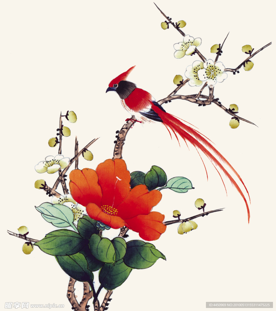 梨花画眉