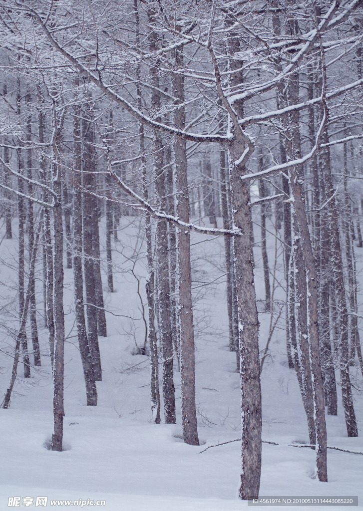雪景森林