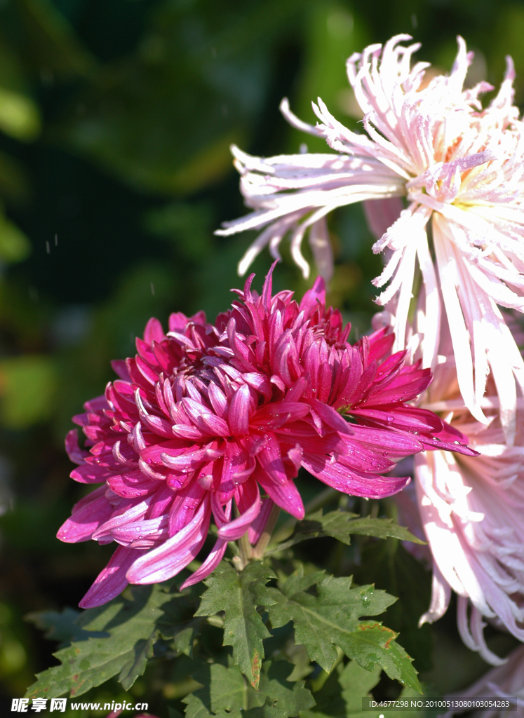 菊花