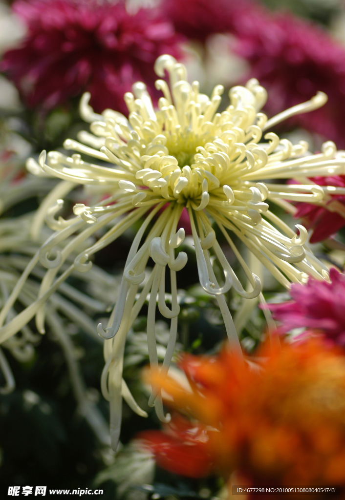菊花