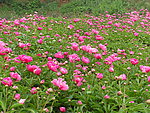花海