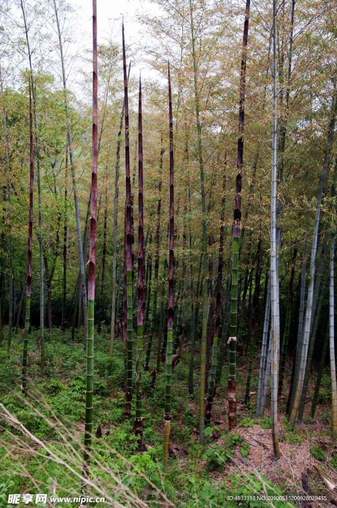 南京牛首山竹笋