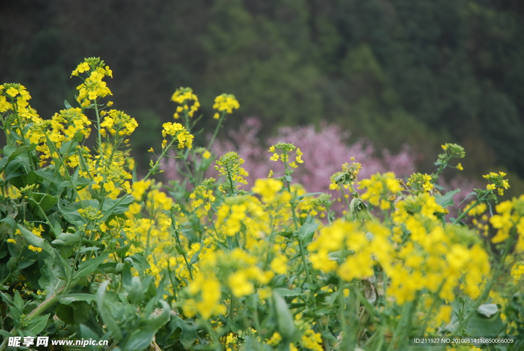 油菜花