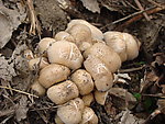 树林里生长的野蘑菇