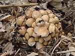树林里生长的野蘑菇