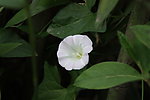 小白花