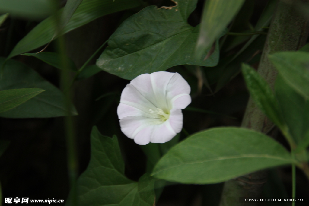 小白花