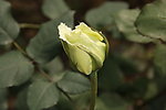 月季 花蕾