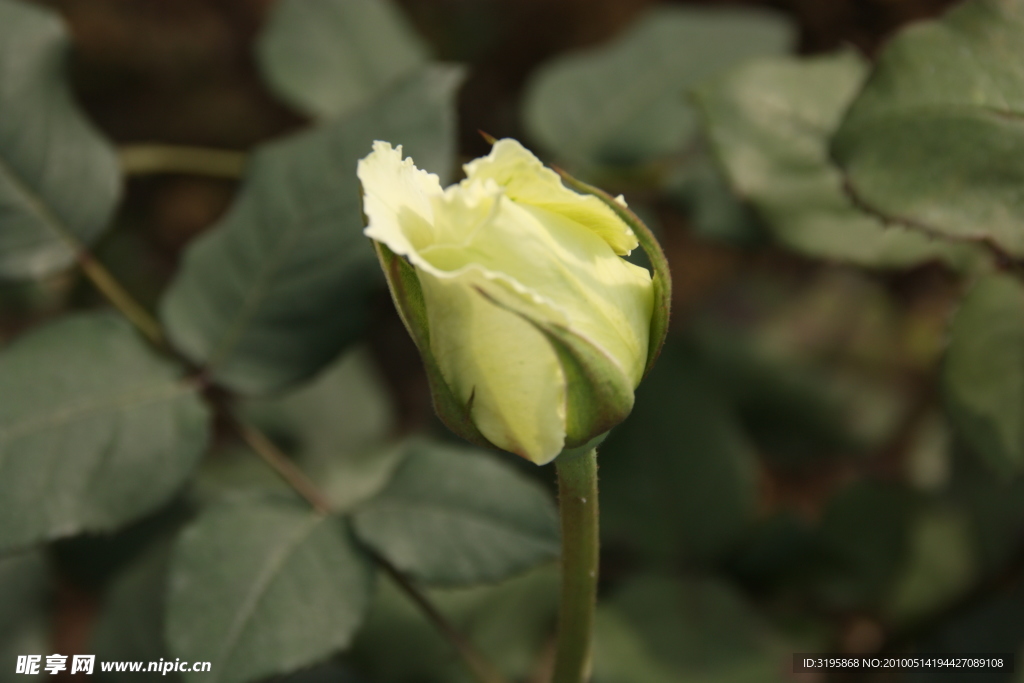 月季 花蕾