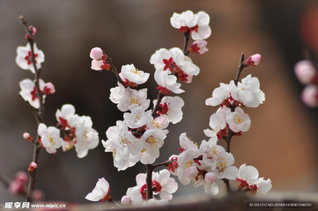 梅花 冬天 树枝
