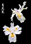 鸢尾花分层PSD