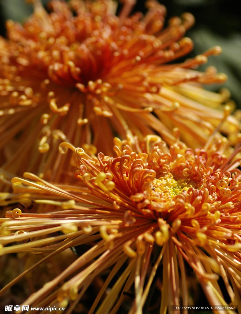 菊花