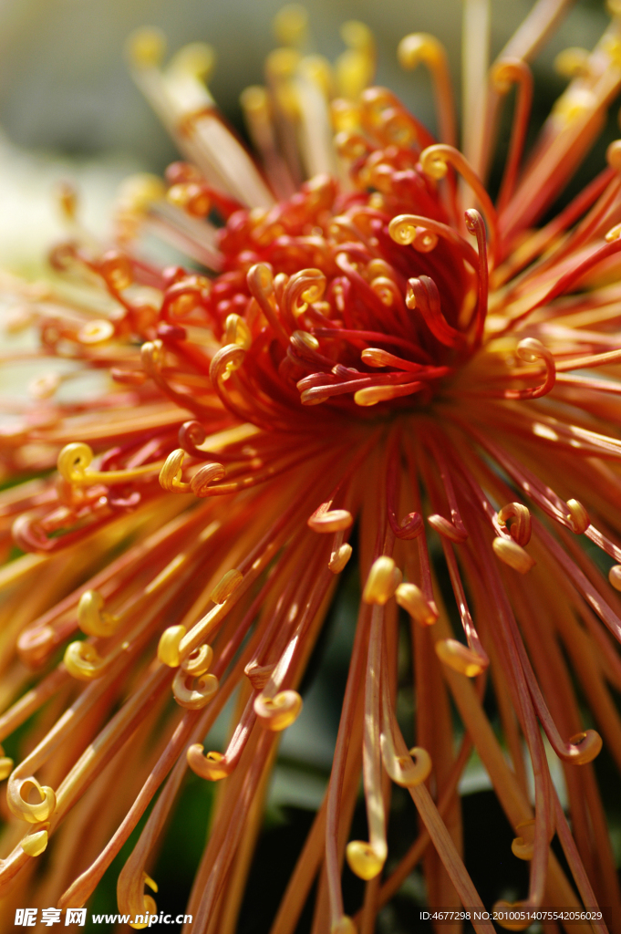 菊花