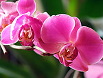 兰花