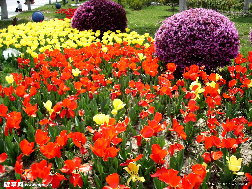 郁金香花