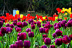 郁金香花