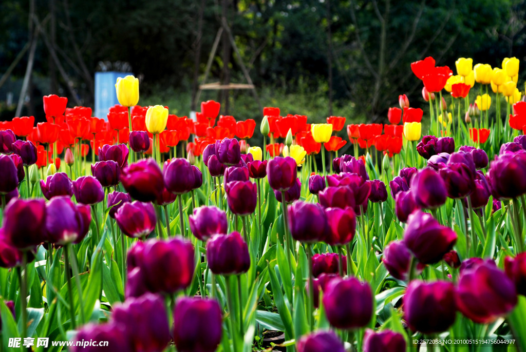 郁金香花