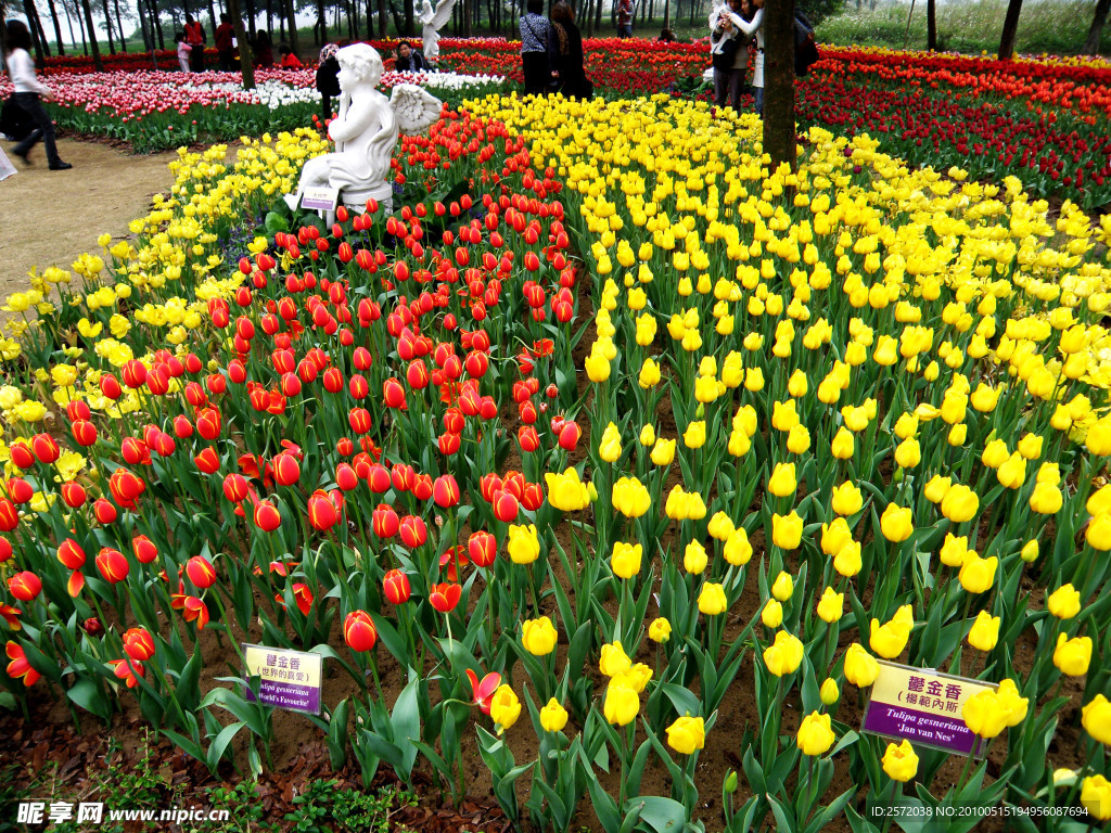 郁金香花