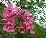 槐花