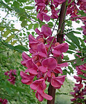 槐花