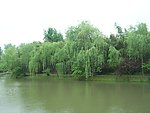 瘦西湖风光