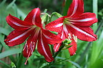 百合花