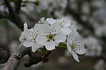 梨花