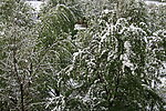 雪林
