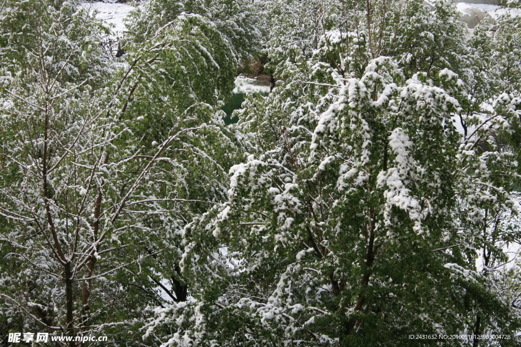 雪林