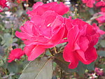月季花
