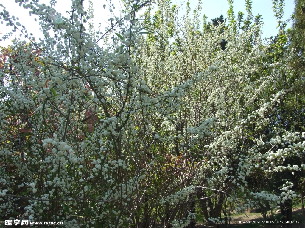 李叶绣线菊（笑靥花）