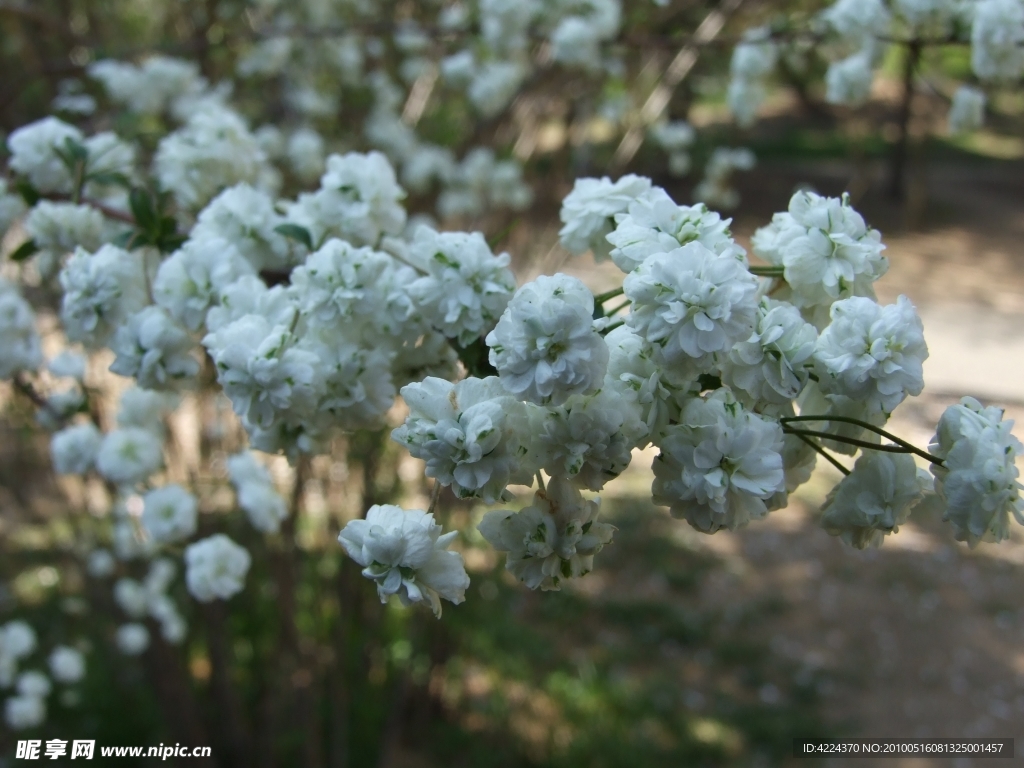 李叶绣线菊（笑靥花）