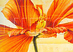 花卉油画 （ 50厘米 X 70厘米 ）