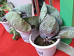 蔬菜博览会
