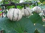 蔬菜博览会