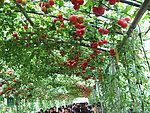 寿光蔬菜博览会