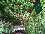 寿光蔬菜博览会