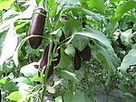 茄子