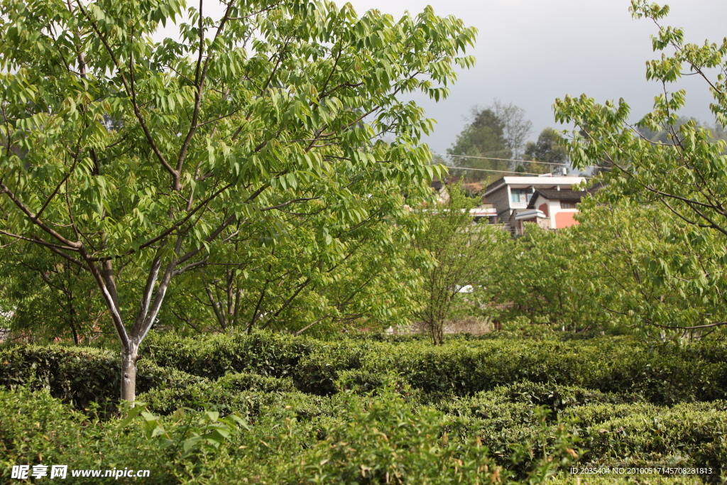 现代农村 核桃树 核桃