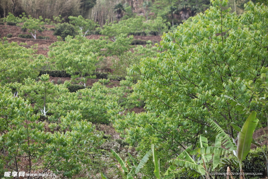 芭蕉树 核桃树