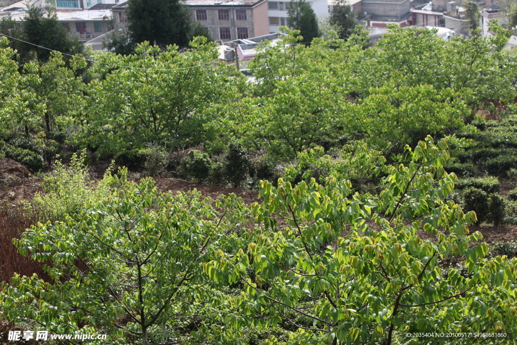 现代农村 核桃树