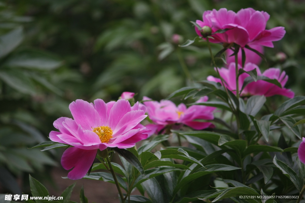 芍药鲜花