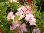 杜鹃花