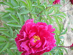 芍药花