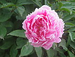 芍药花
