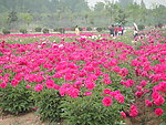 芍药花