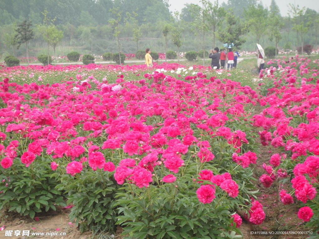 芍药花