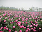 芍药花