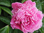 芍药花