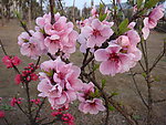 粉色桃花